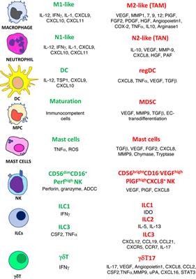 Contribution to Tumor Angiogenesis From Innate Immune Cells Within the Tumor Microenvironment: Implications for Immunotherapy